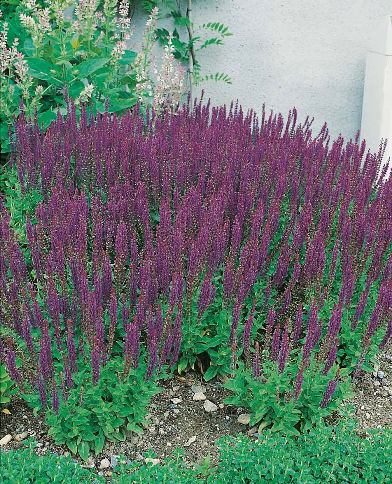 Stäppsalvia 'Ostfriesland', 15-pack - bild 1