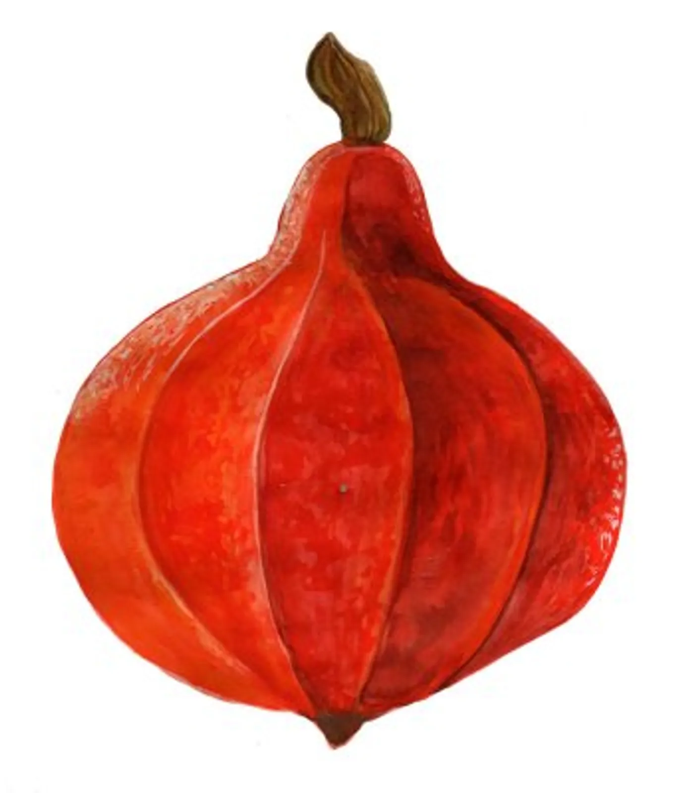 Vintersquash 'Akaguri Orange', Frö - bild 1
