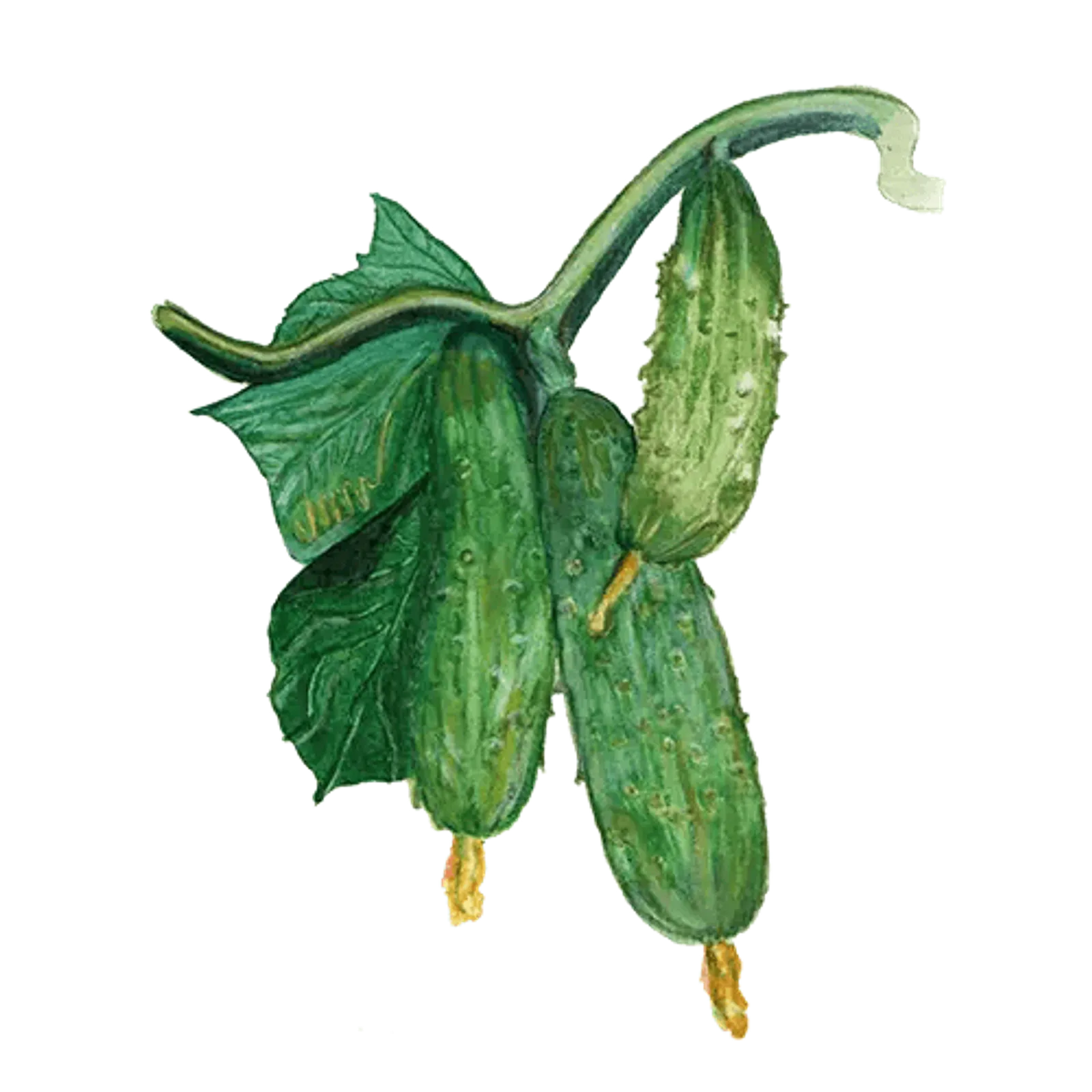 Gurka 'Northern Pickling', Frö - bild 1