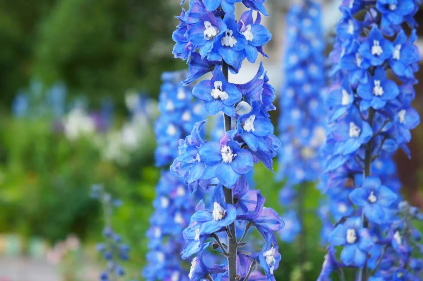 Trädgårdsriddarsporre 'Blue Bird', 3-pack - bild 1