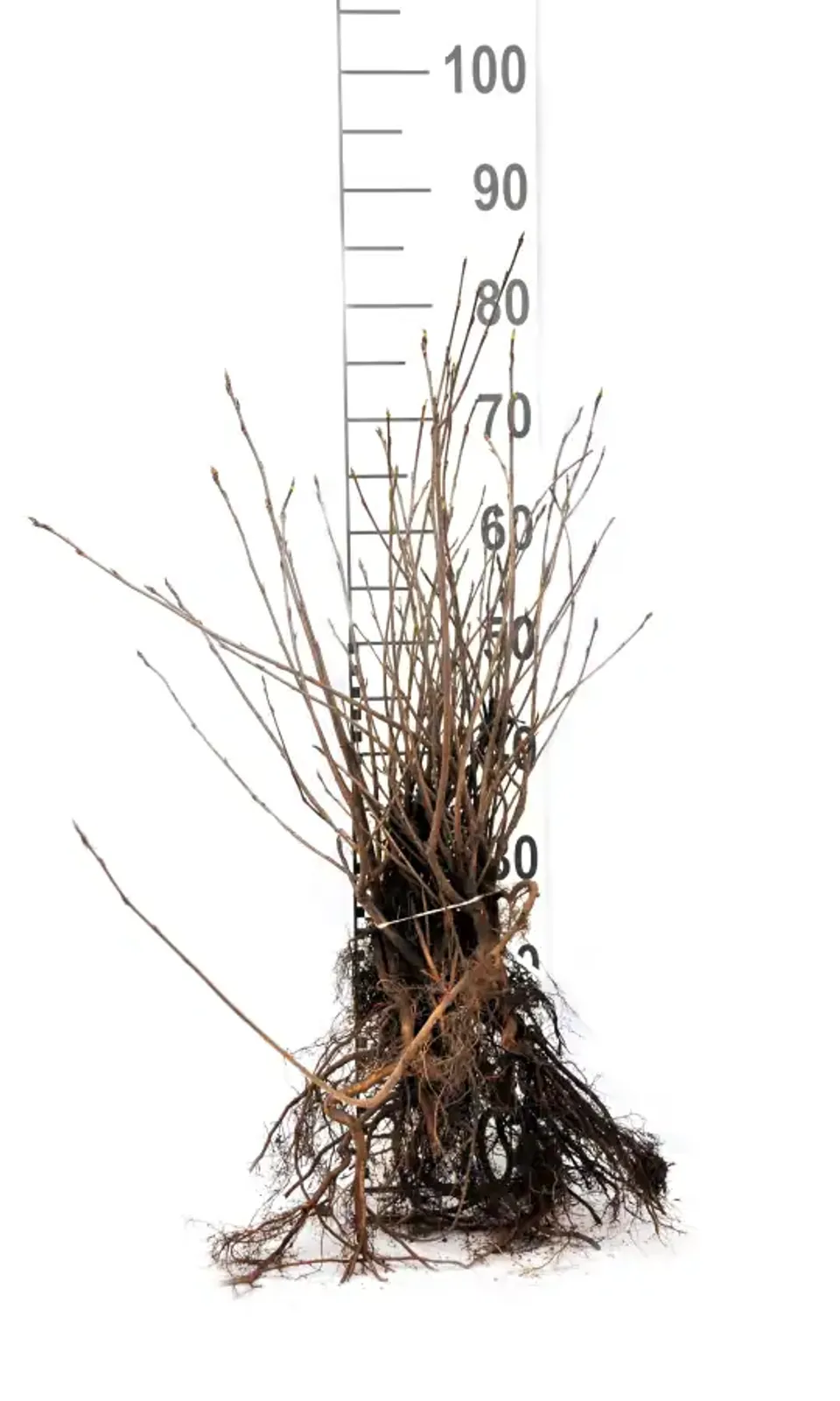 Slånaronia 'Elata', 30-50 cm - bild 6