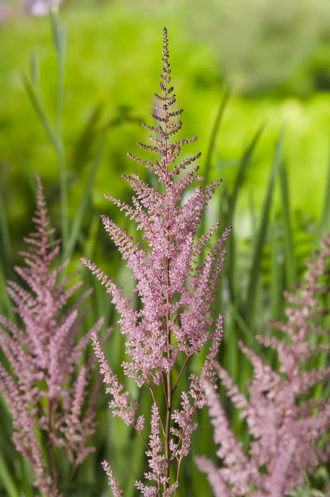 Astilbe 'Erika', 3-pack - bild 1