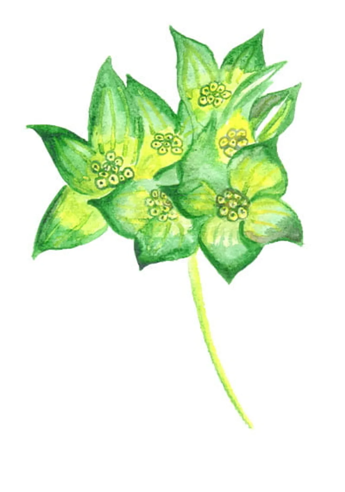 Blomma 'Harört', Frö - bild 1
