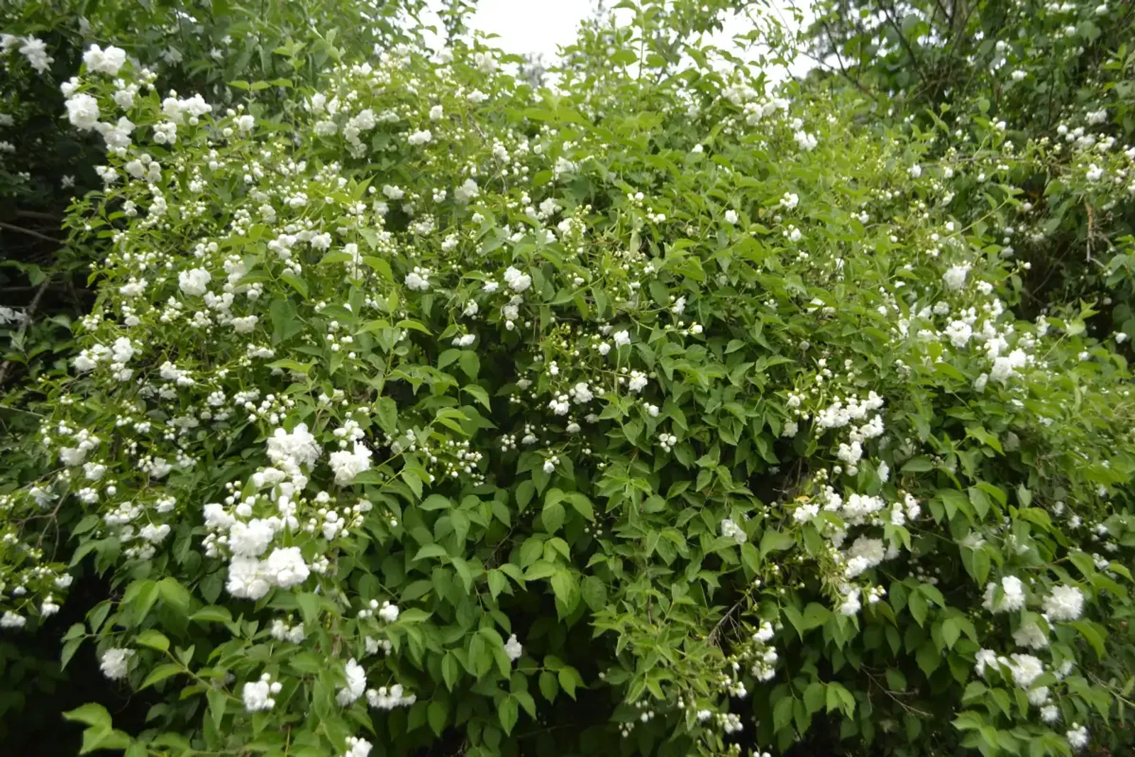 Smultronschersmin, 30-50 cm - bild 1