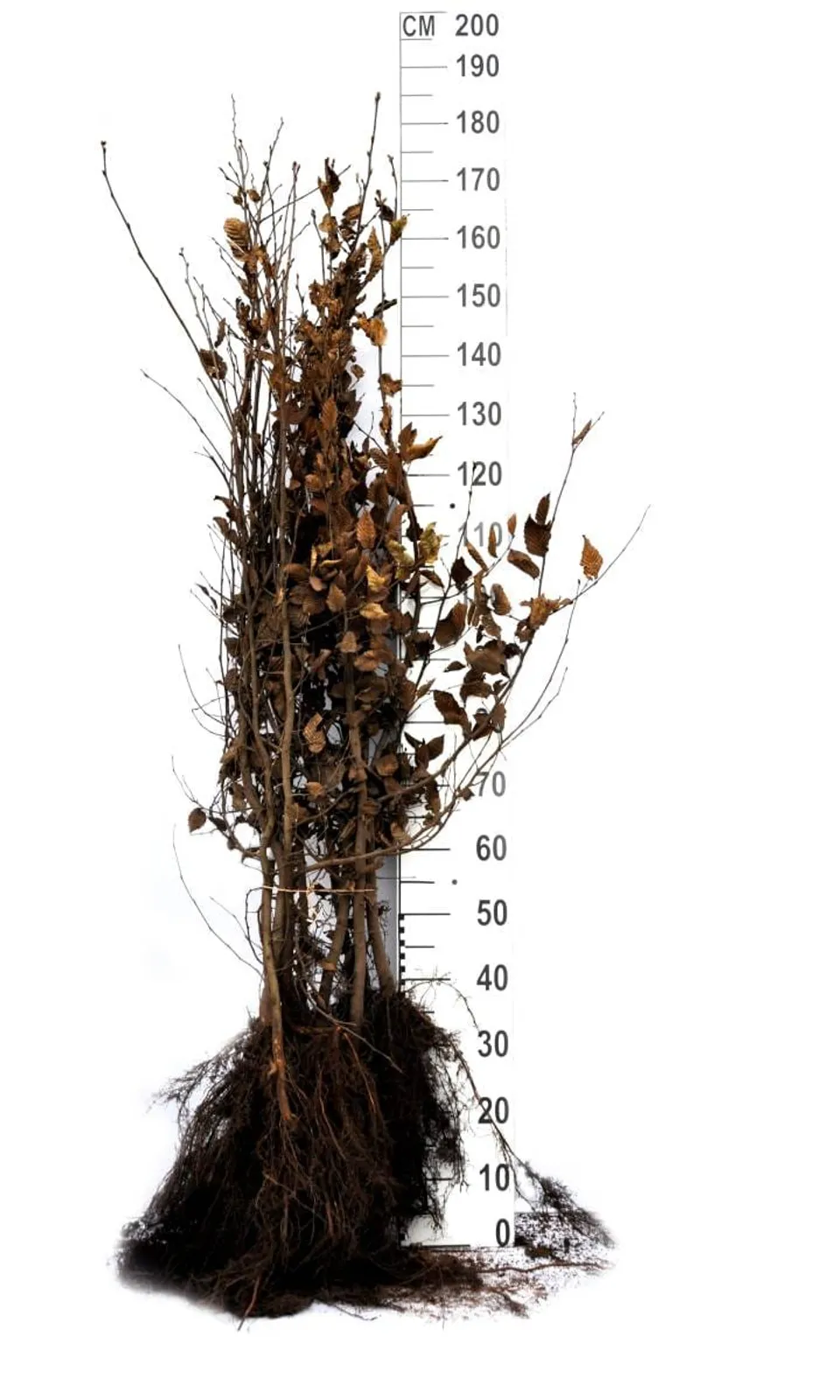 Avenbok, 125-150 cm, Goliat - bild 6