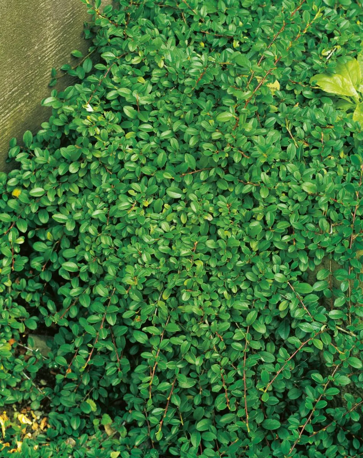 Småbladigt krypoxbär 'Eichholz', 15-30 cm - bild 1
