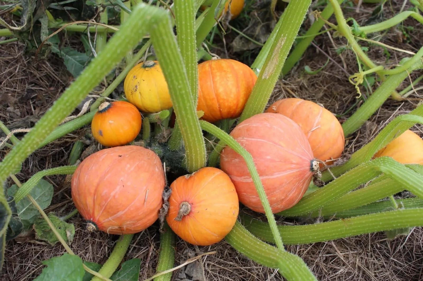 Vintersquash 'Gold Nugget', ekofrö - bild 2