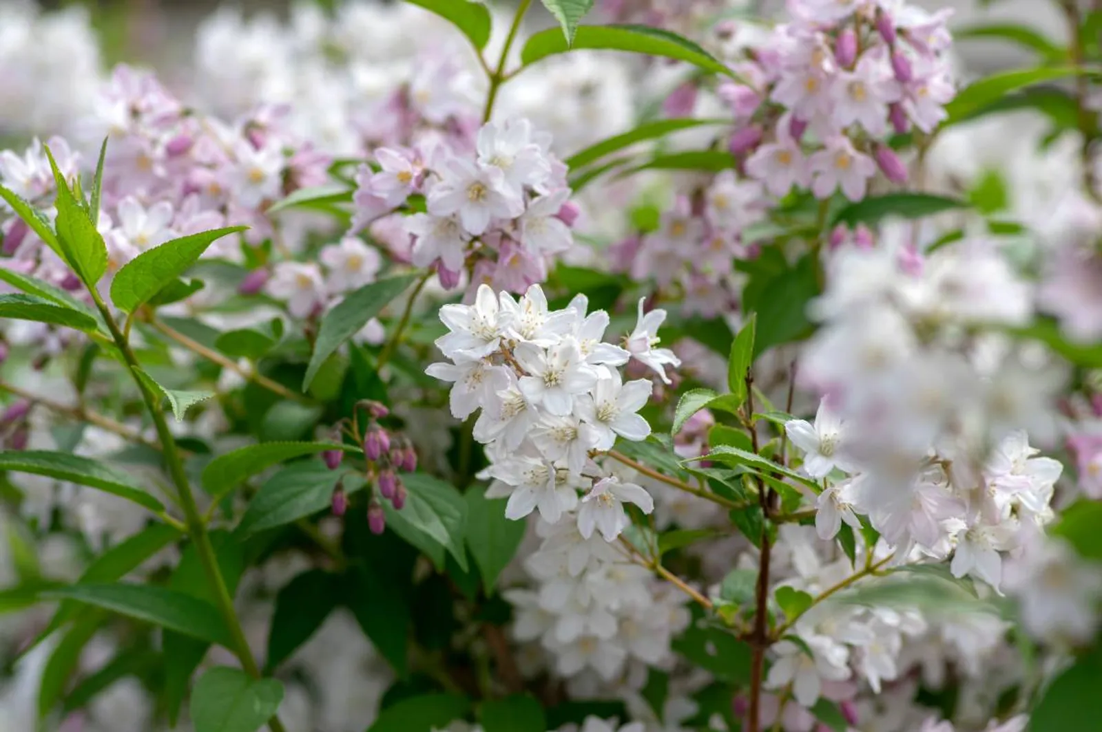 Bruddeutzia, 15-30 cm - bild 4