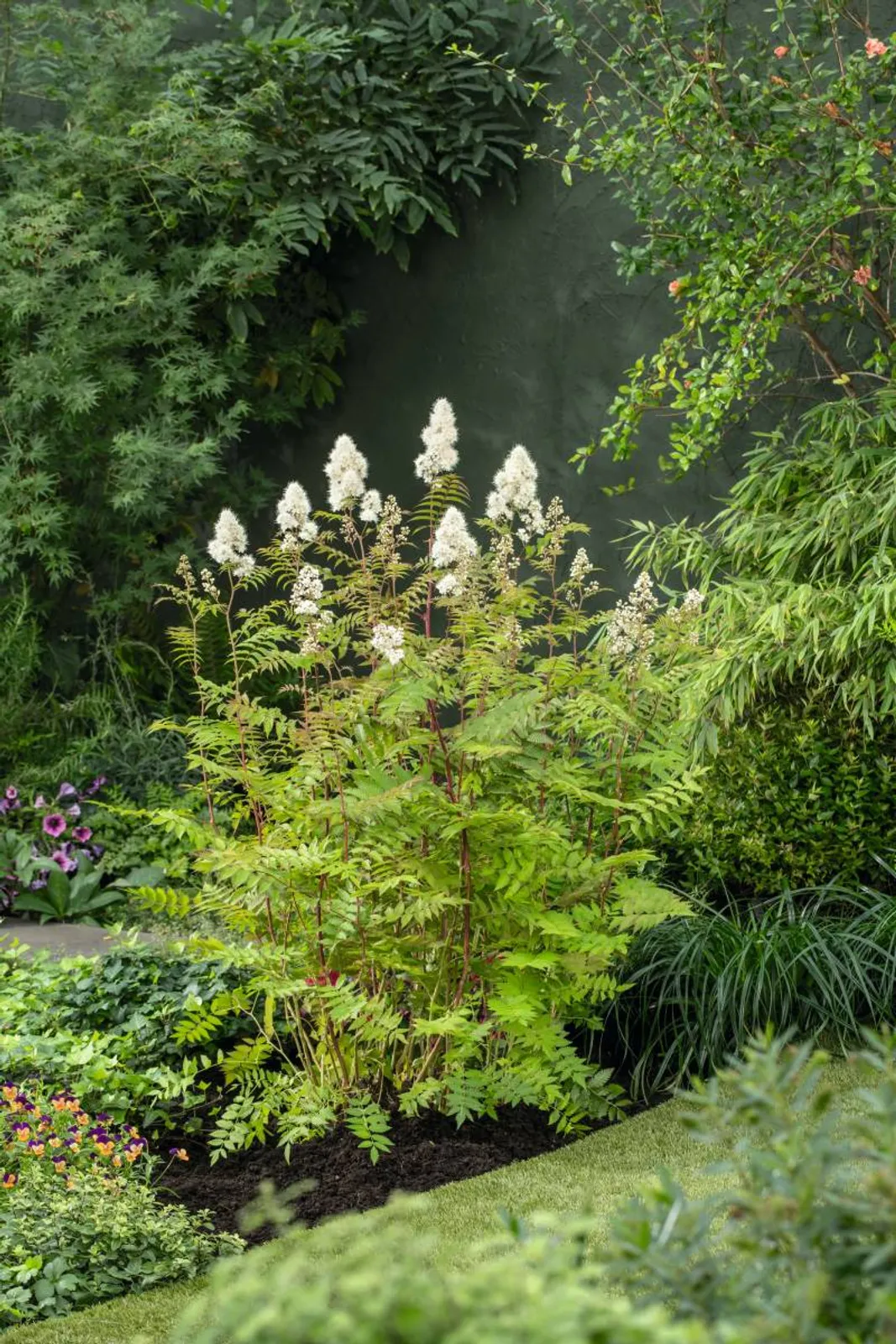 Liten rönnspirea 'Maia' E, 20-40 cm - bild 1