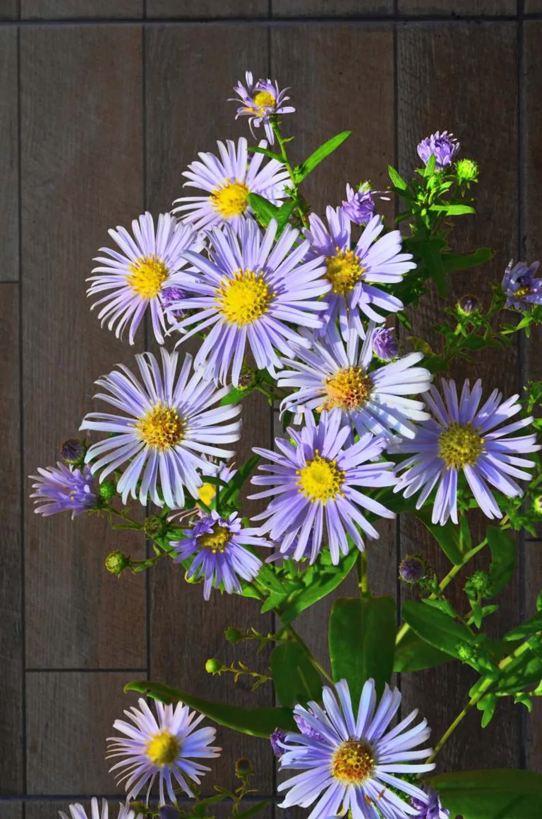 Brittsommaraster 'Axel Tallner', 3-pack - bild 2
