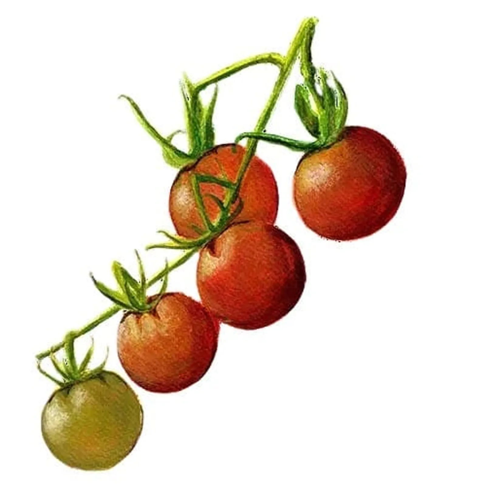Körsbärstomat 'Koralik', Frö - bild 1