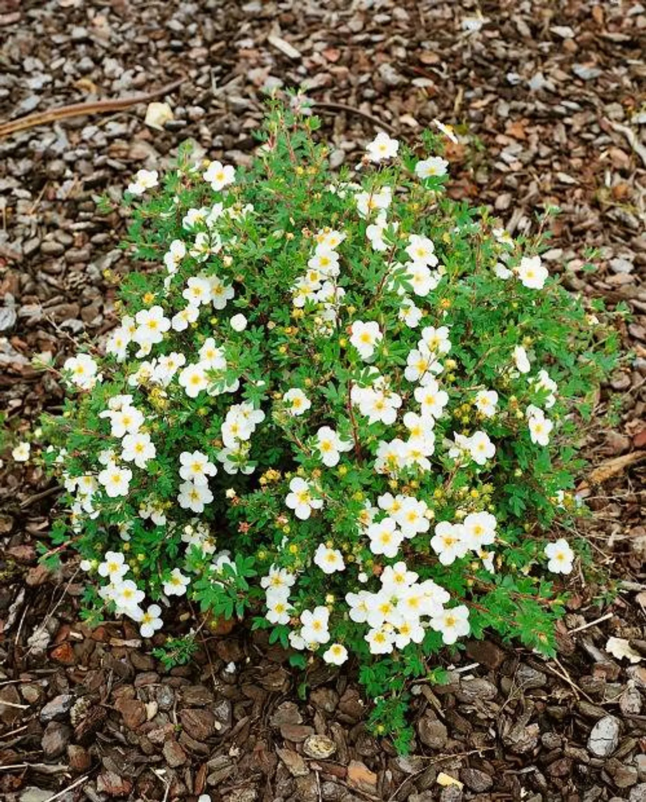Trädgårdstok 'Abbotswood', 20-40 cm - bild 1