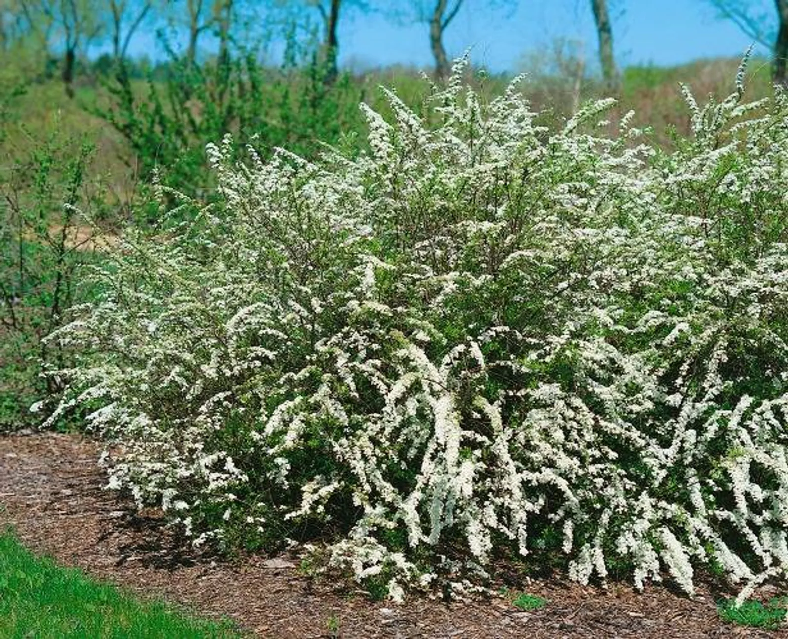 Norskspirea 'Grefsheim' E, 20-40 cm - bild 1