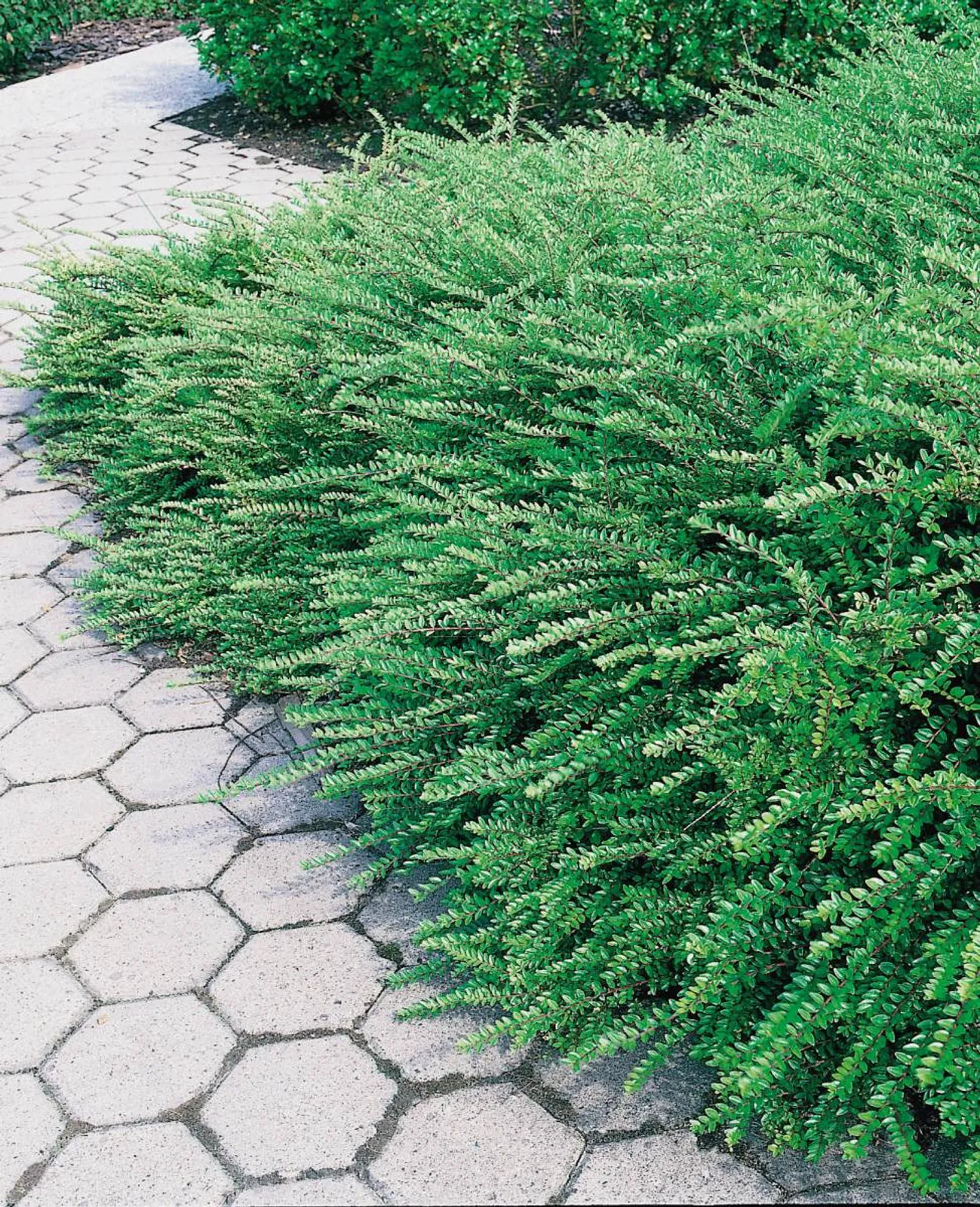 Myrtentry 'Maigrün', 15-30 cm - bild 3