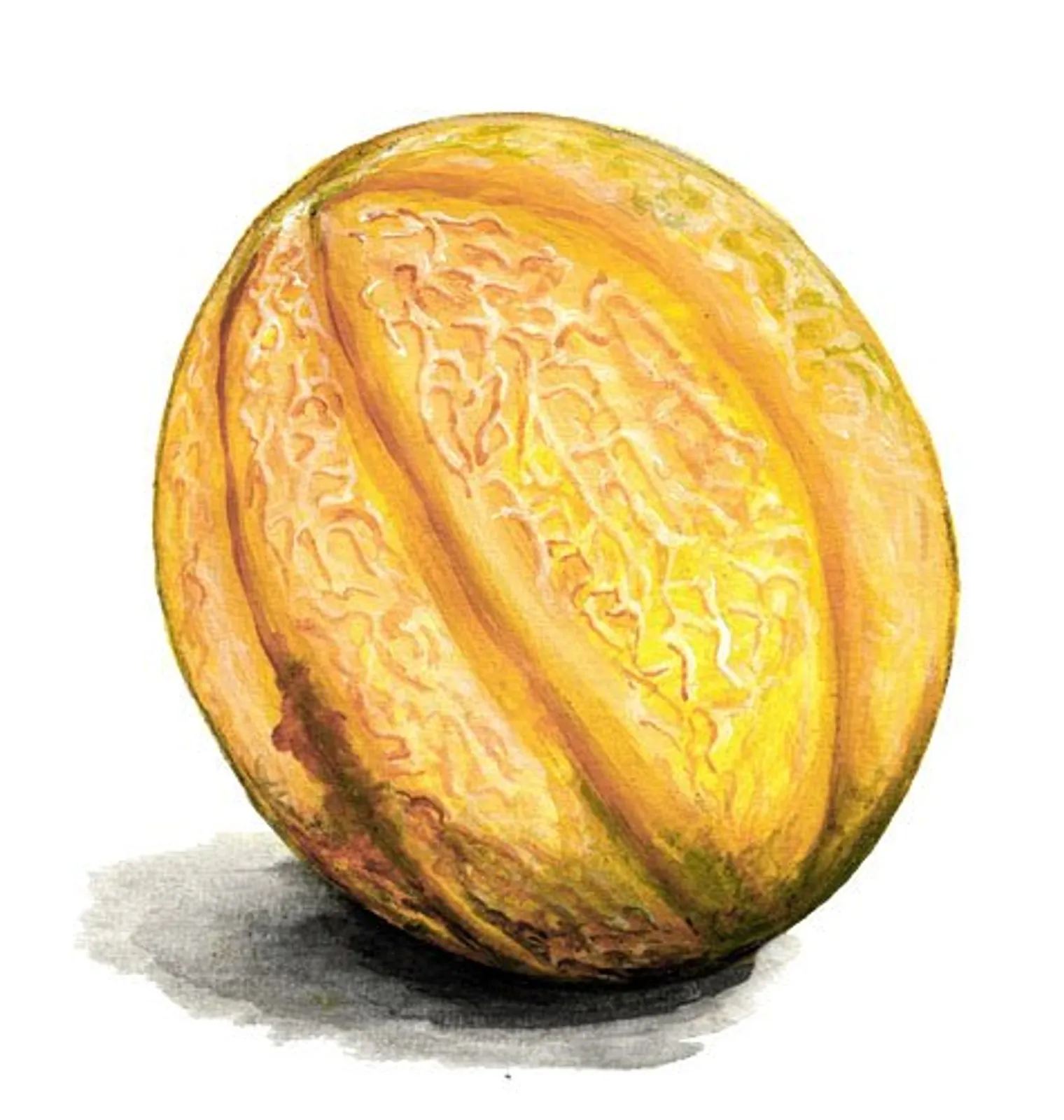 Kantalupemelon 'Sweet Granite', Frö - bild 1