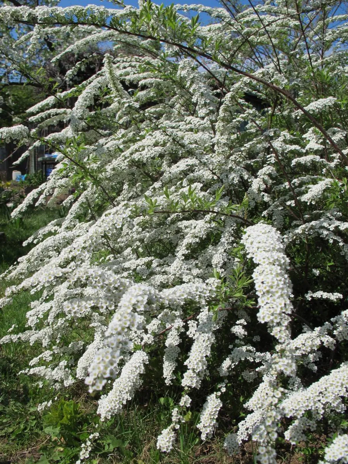 Norskspirea 'Grefsheim' E, 20-40 cm - bild 2