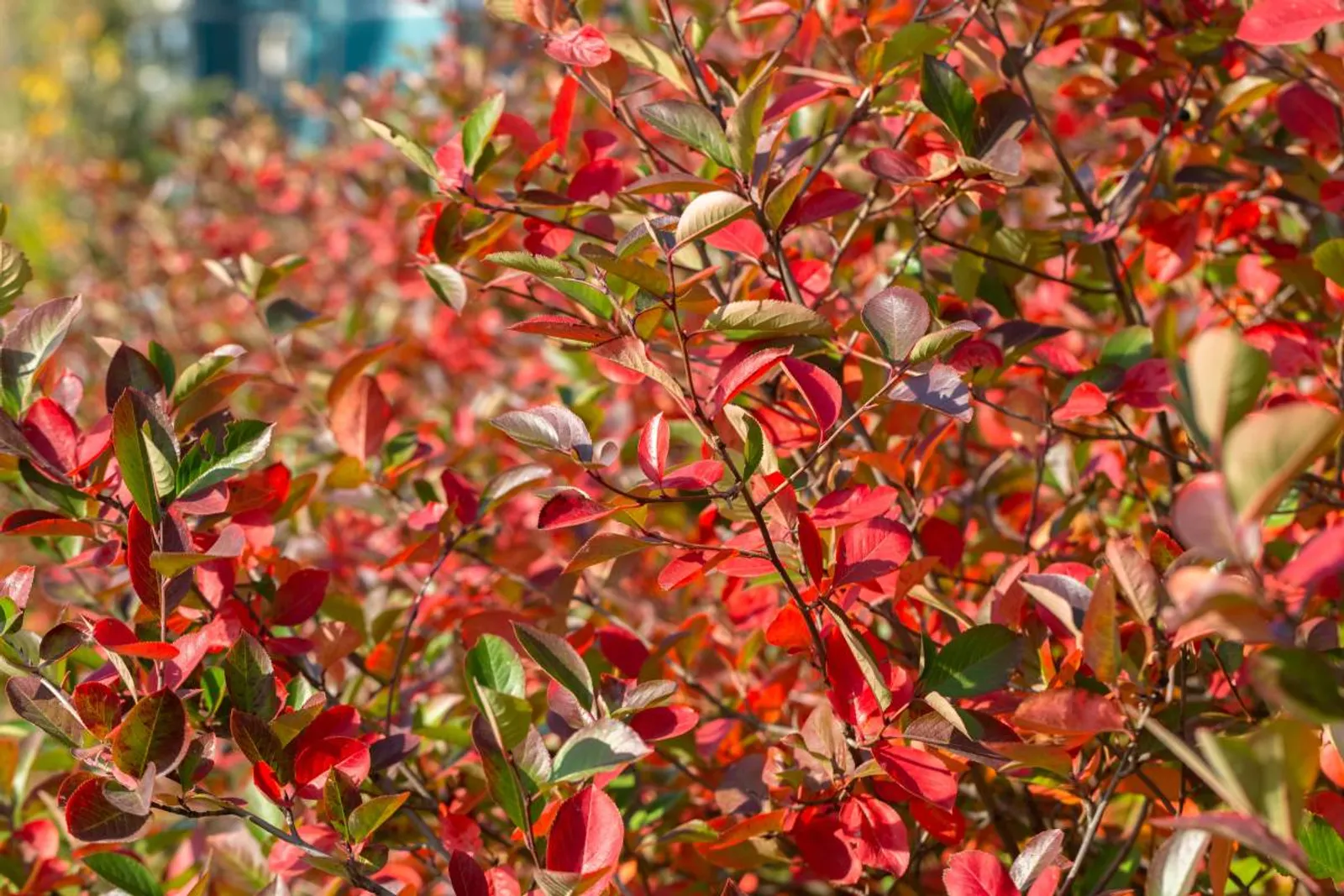 Svartaronia 'Hugin', 20-40 cm - bild 3
