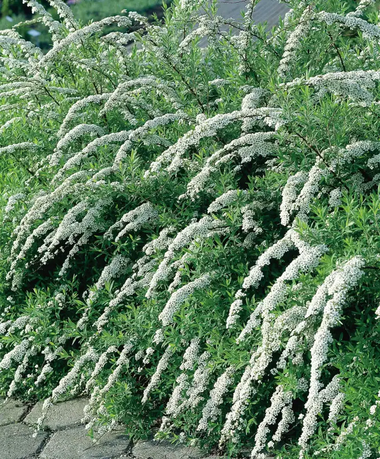 Norskspirea 'Grefsheim', 30-50 cm - bild 1