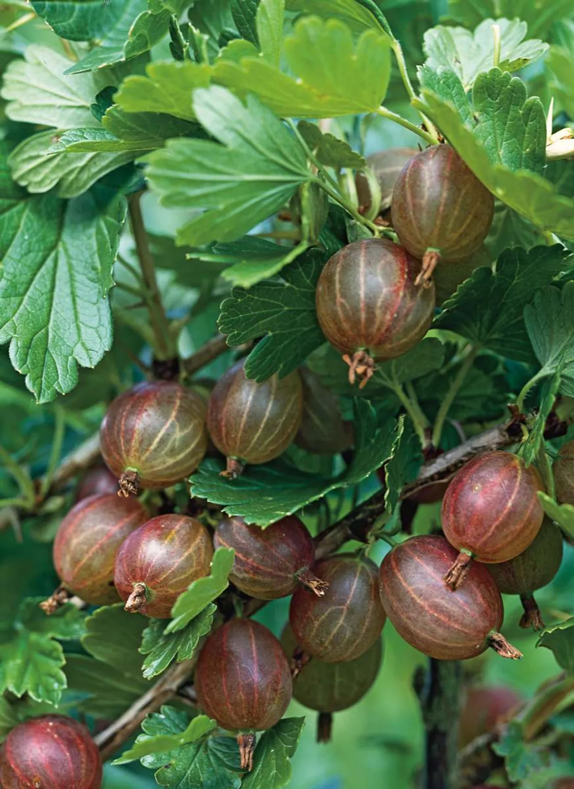 Krusbär "Hinnonmäki Röd", 3-pack - bild 1