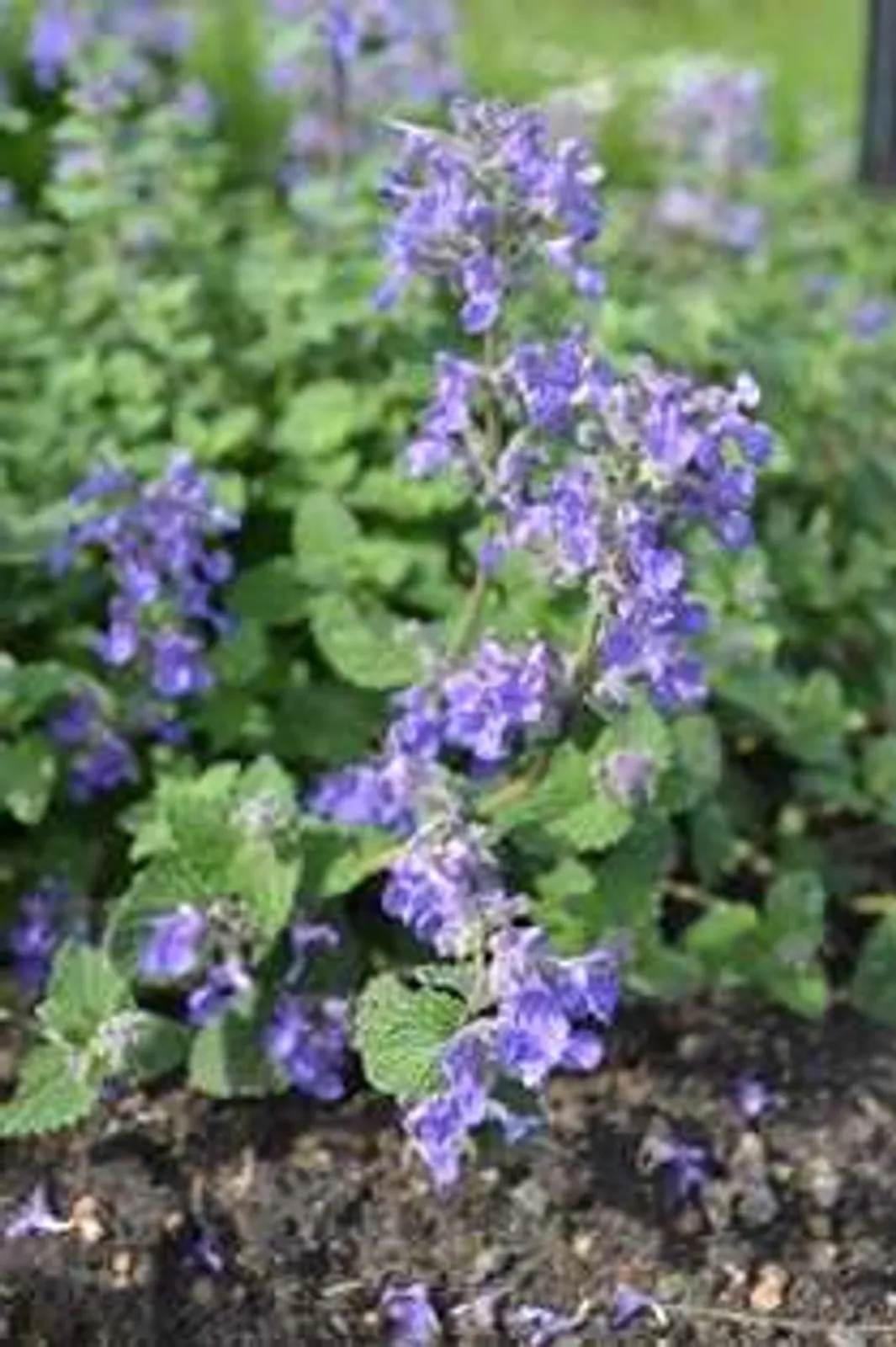 Bergnepeta 'Linghem', 3-pack - bild 1