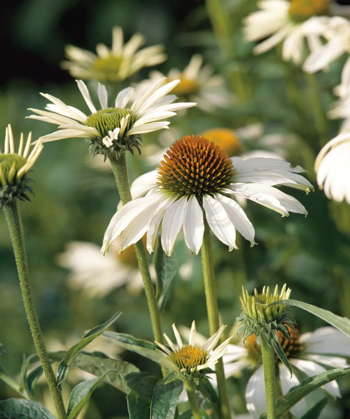 Solhatt 'Alba', 2-pack - bild 1