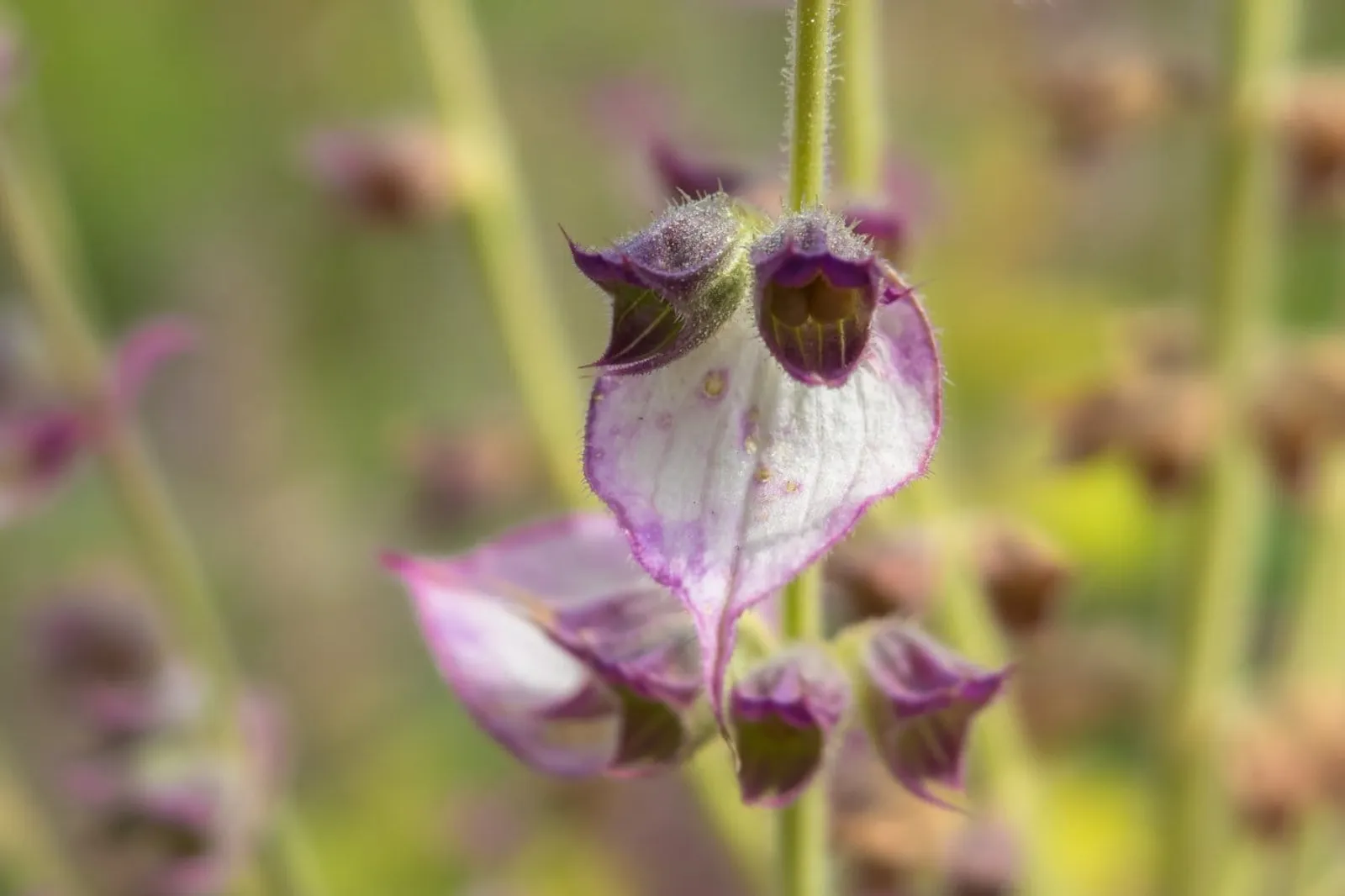 Salvia 'Muskatellsalvia', ekofrö - bild 2