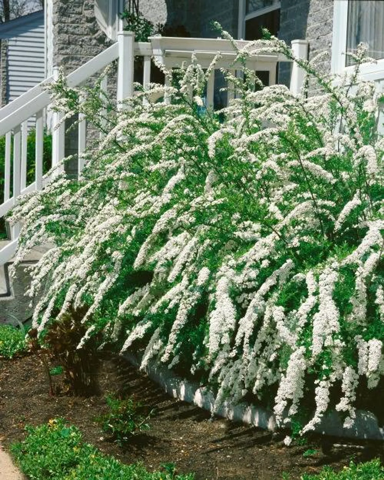 Norskspirea 'Grefsheim', 60-100 cm, Goliat - bild 1