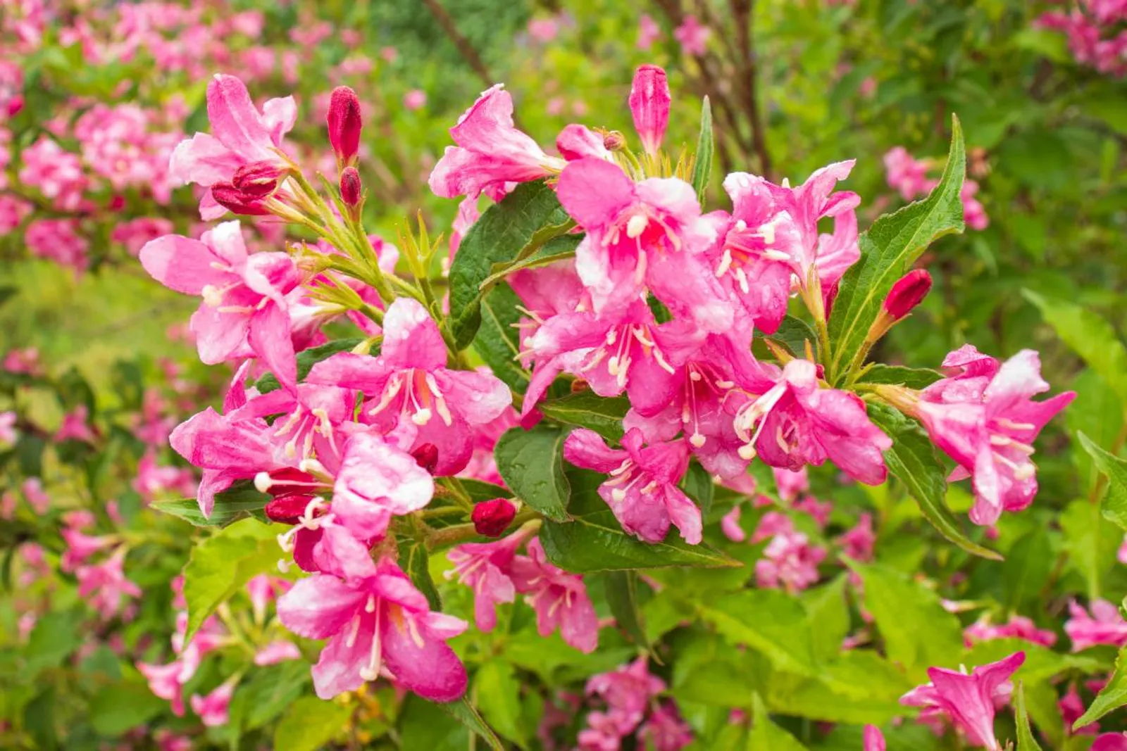 Rosenprakttry 'Korea' E, 20-40 cm - bild 3
