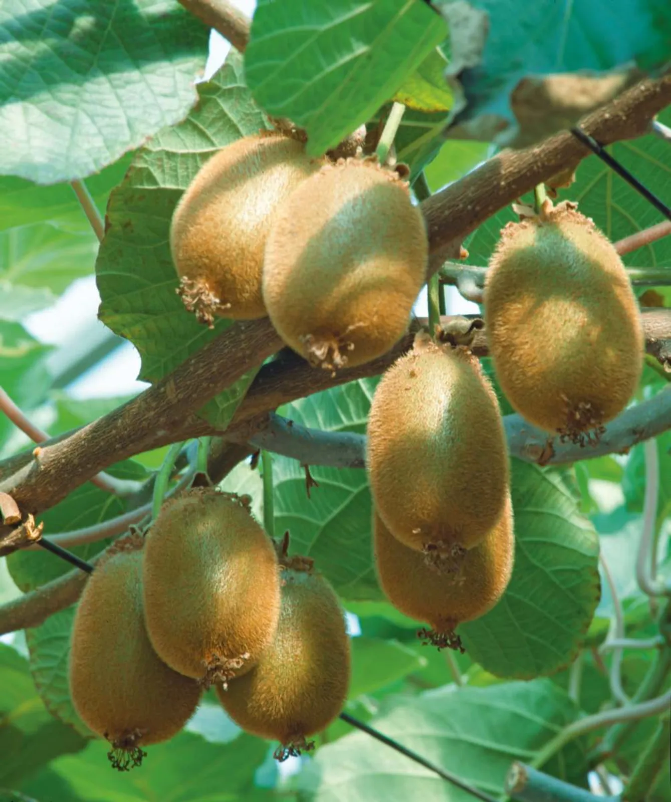 Kiwi "Jenny", 3-pack - bild 1