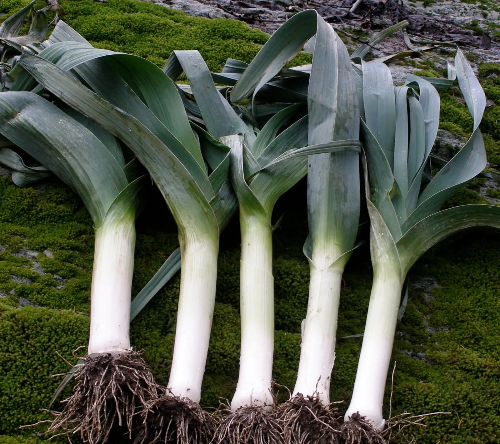Purjolök 'Hannibal', ekofrö - bild 1