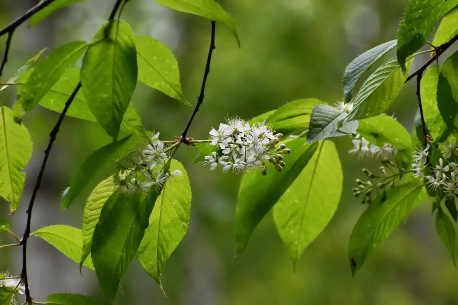 Näverhägg 'Amber Beauty', Högstammat träd - bild 4