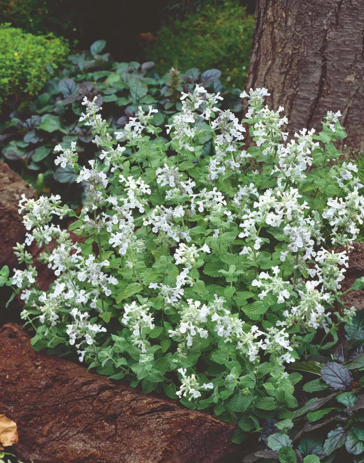 Bergnepeta 'Snowflake', 15-pack - bild 1