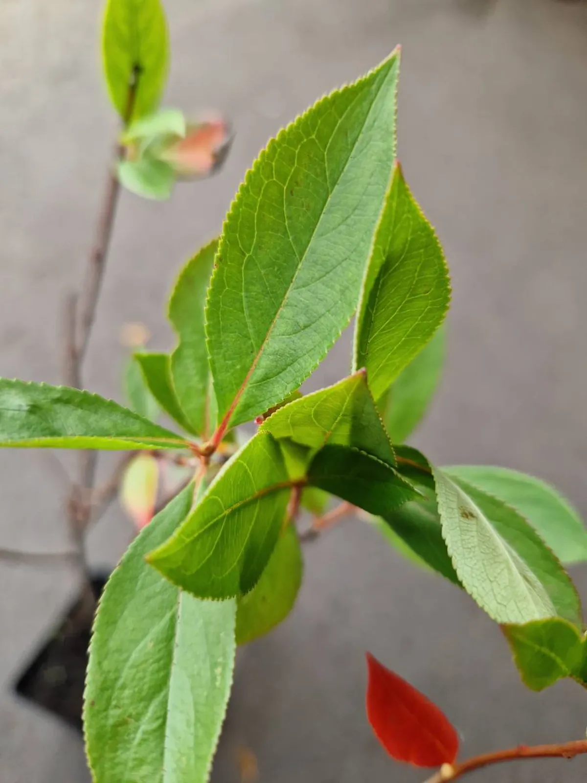 Svartaronia 'Hugin', 20-40 cm - bild 8