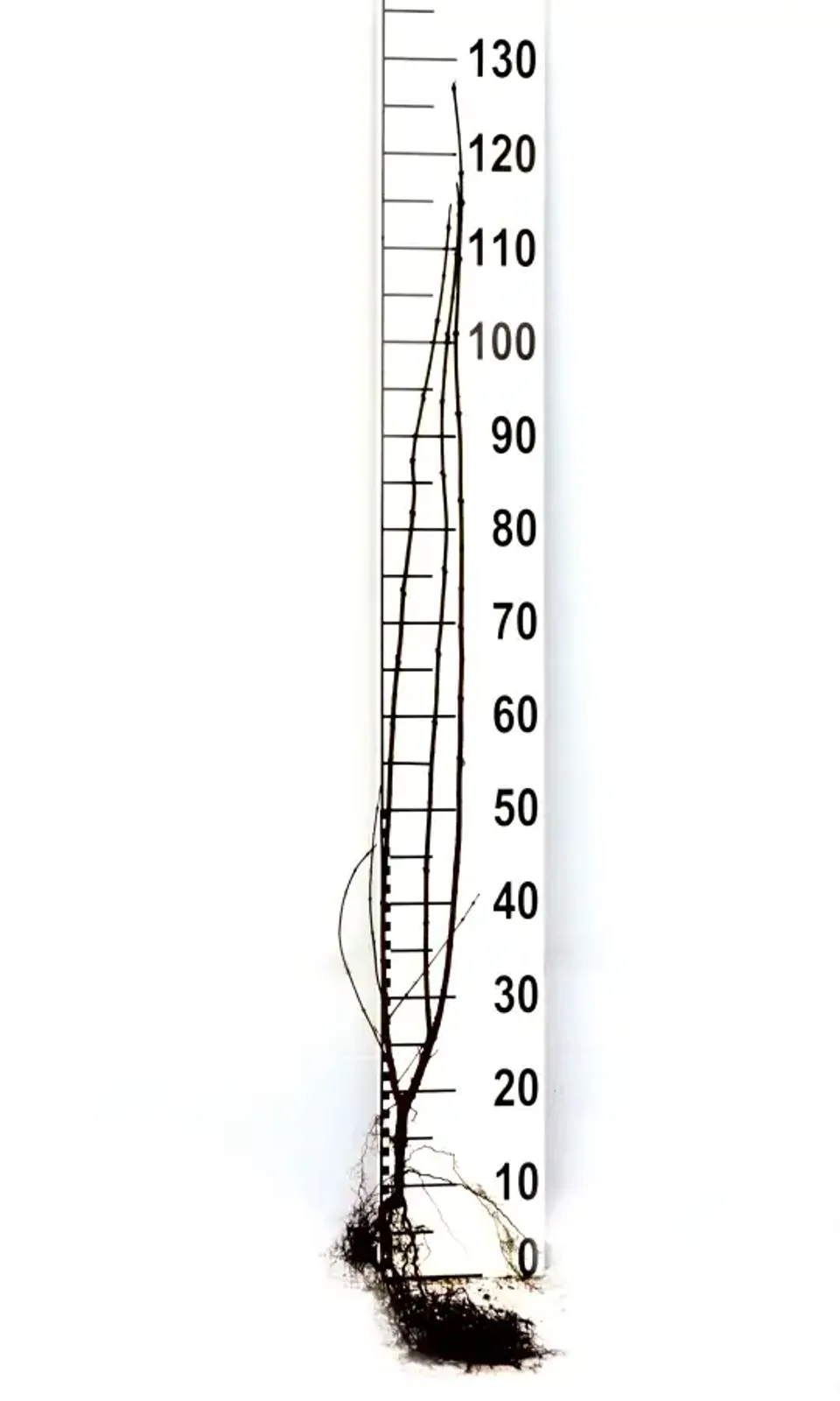 Vinterliguster 'Liga', 50-80, 3-5 grenar cm - bild 6