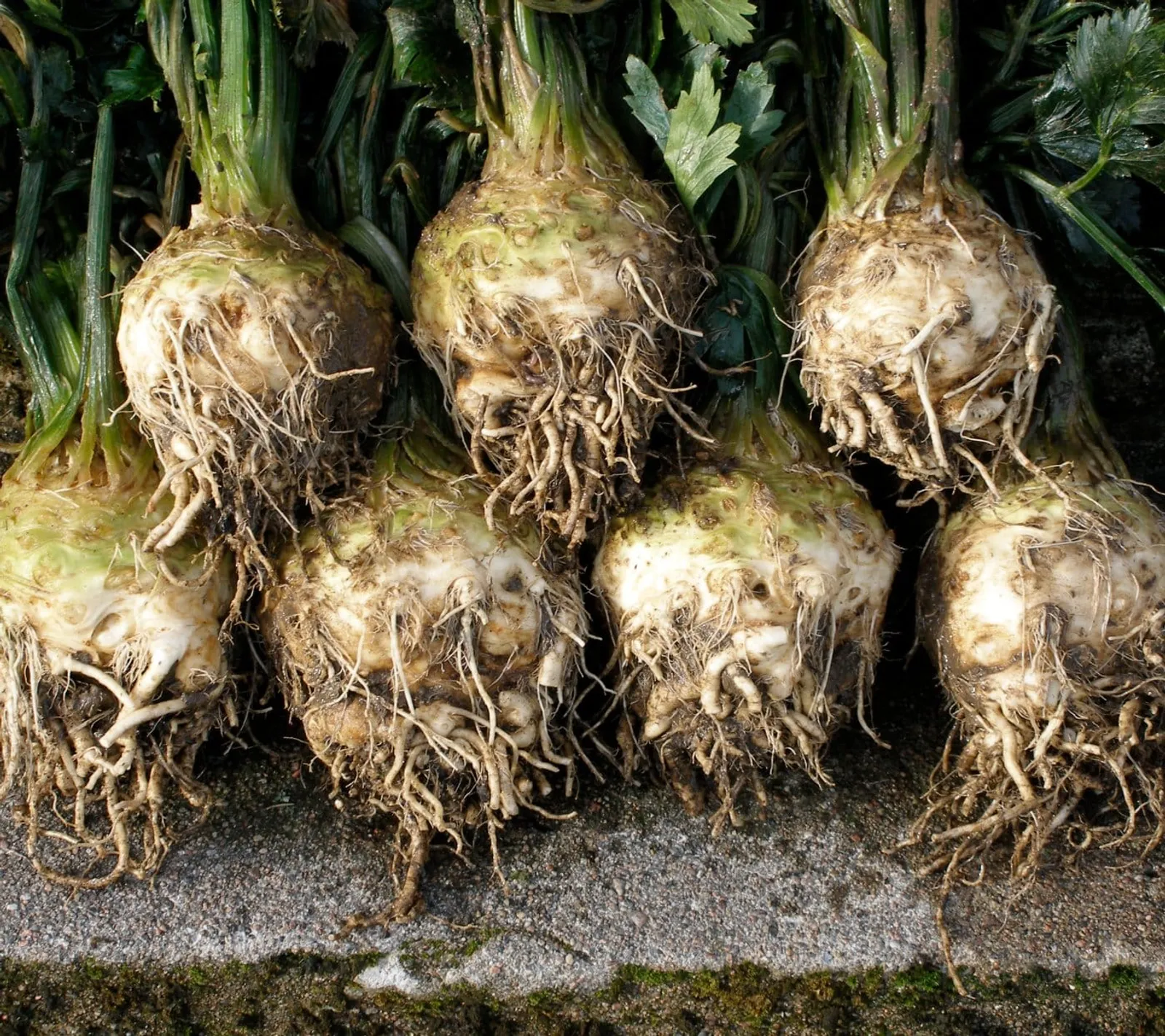 Rotselleri 'Mars', ekofrö - bild 1