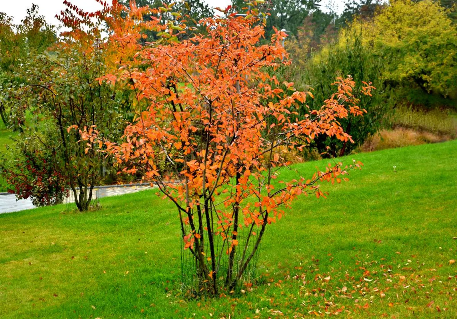 Häggmispel , 20-40 cm - bild 3
