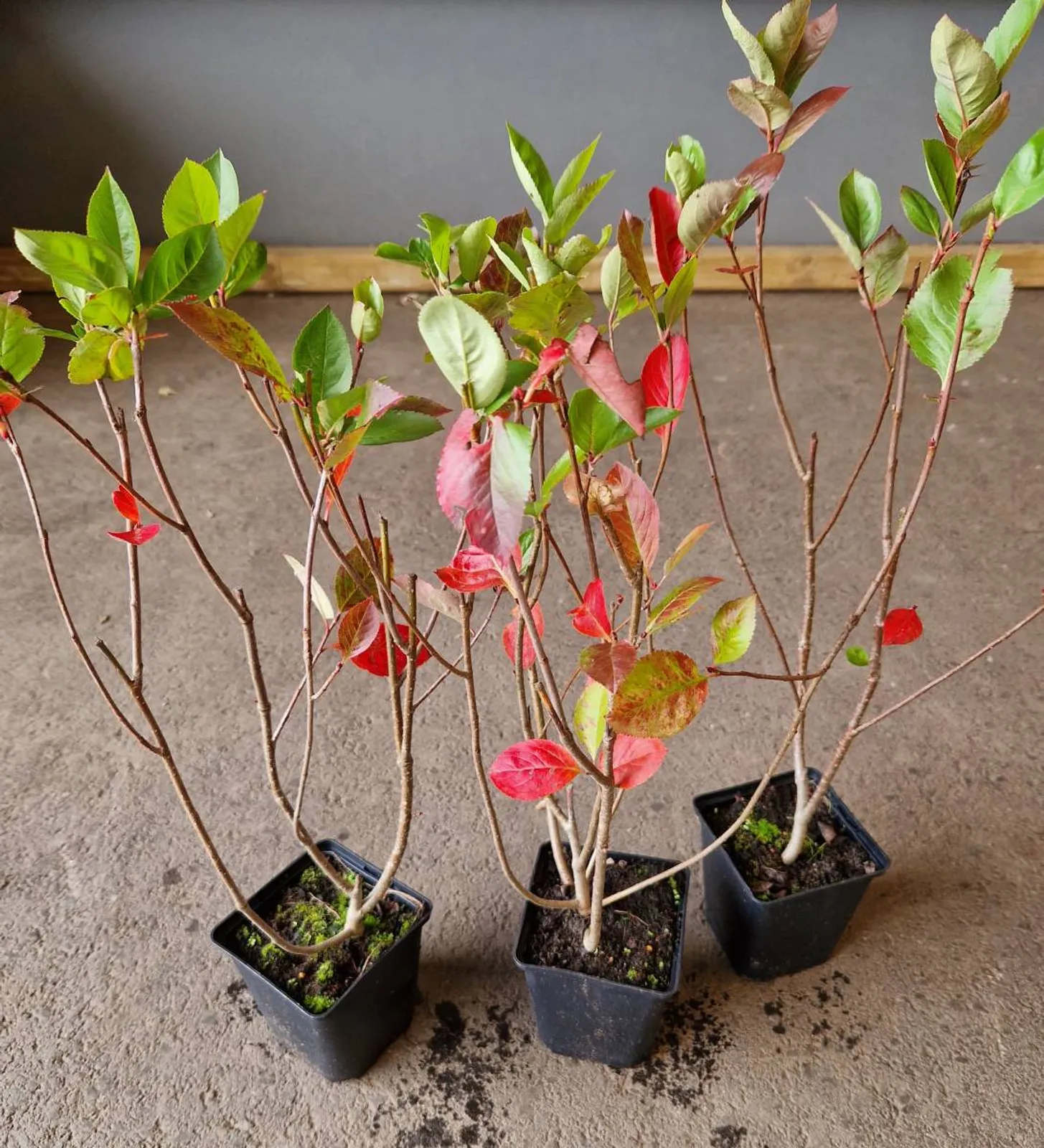 Slånaronia 'Elata' (syn. slånaronia FK Västeråker), 20-40 cm - bild 8
