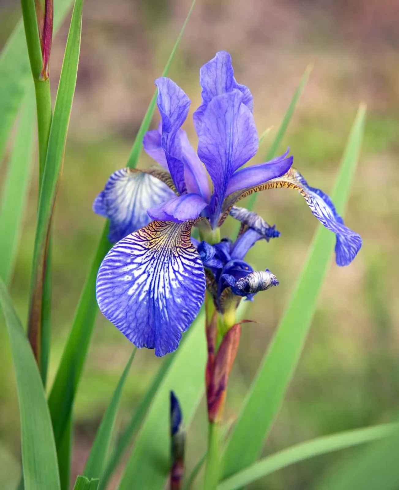 Rabattiris 'Blue King' (Strandiris), 15-pack - bild 1