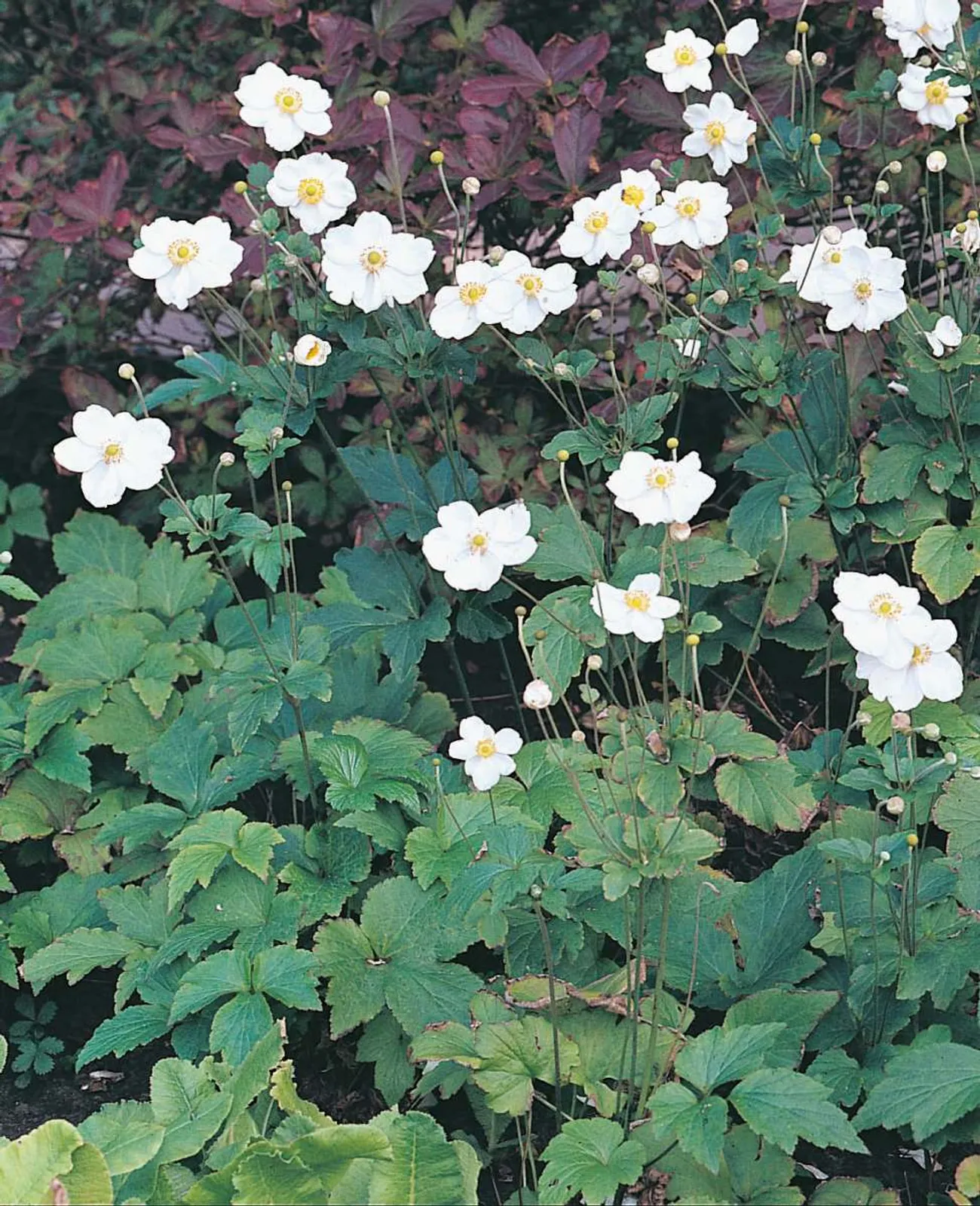 Höstanemon 'Honorine Jobert', 2-pack - bild 1