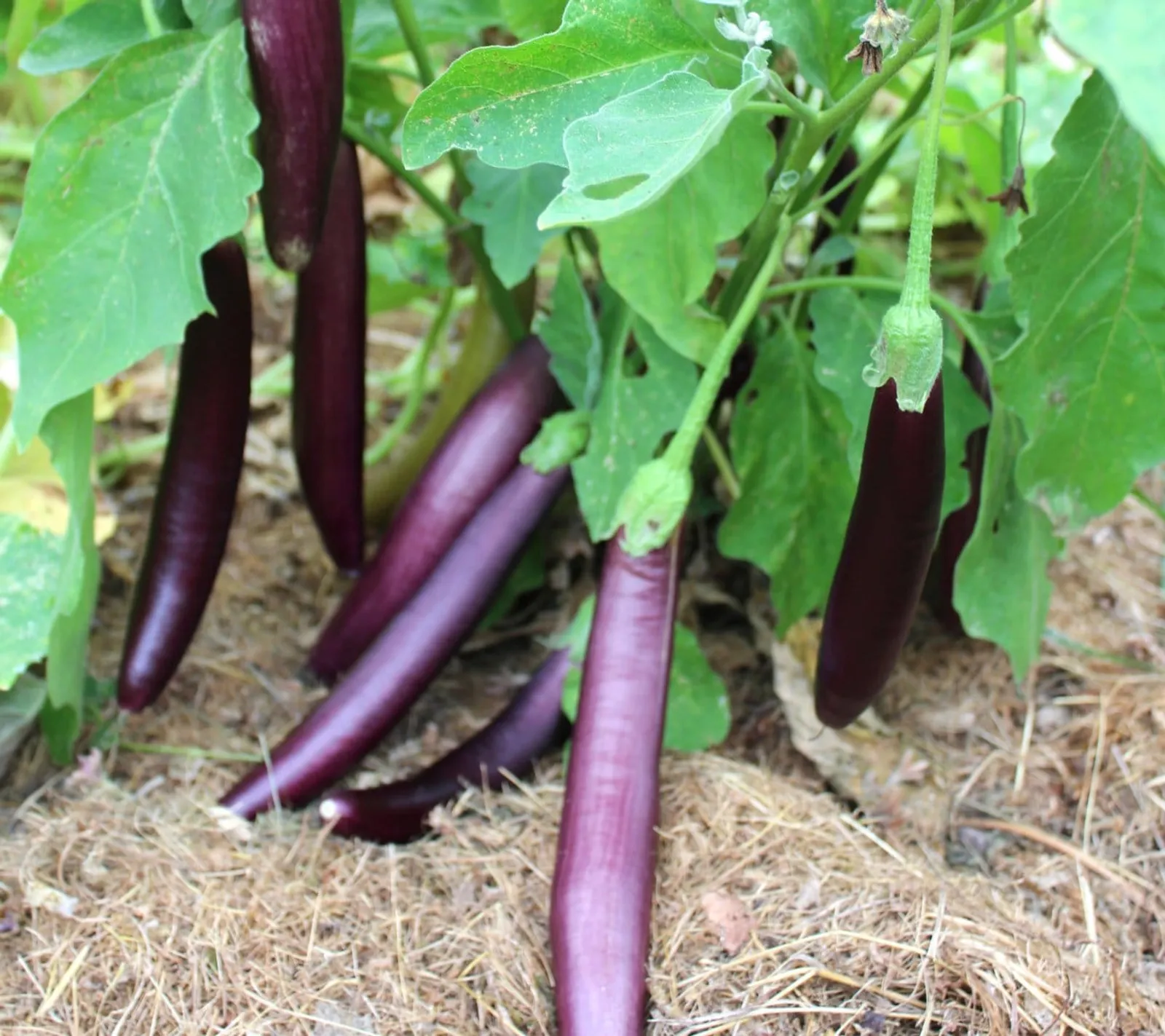 Äggplanta 'Wenta', ekofrö - bild 1