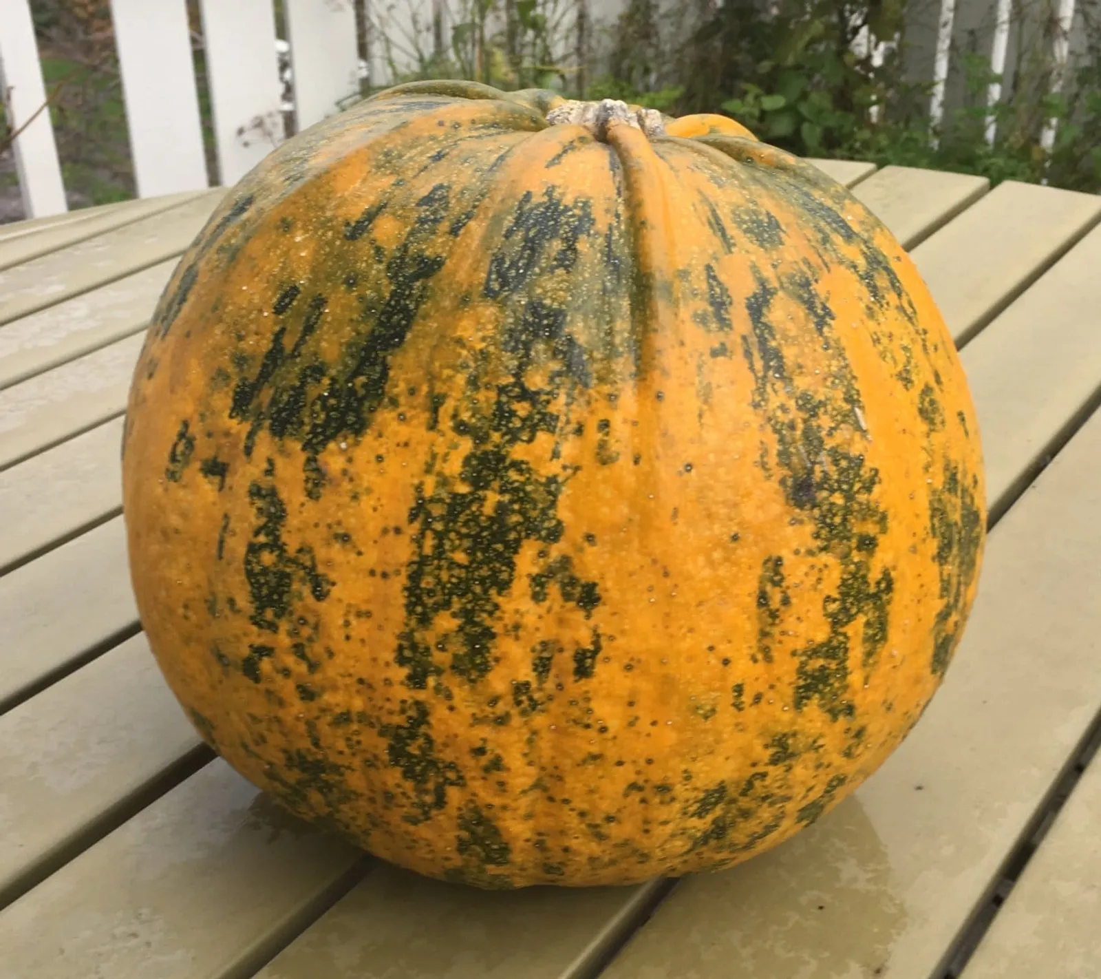 Pumpa 'Retzer Gold', ekofrö - bild 1