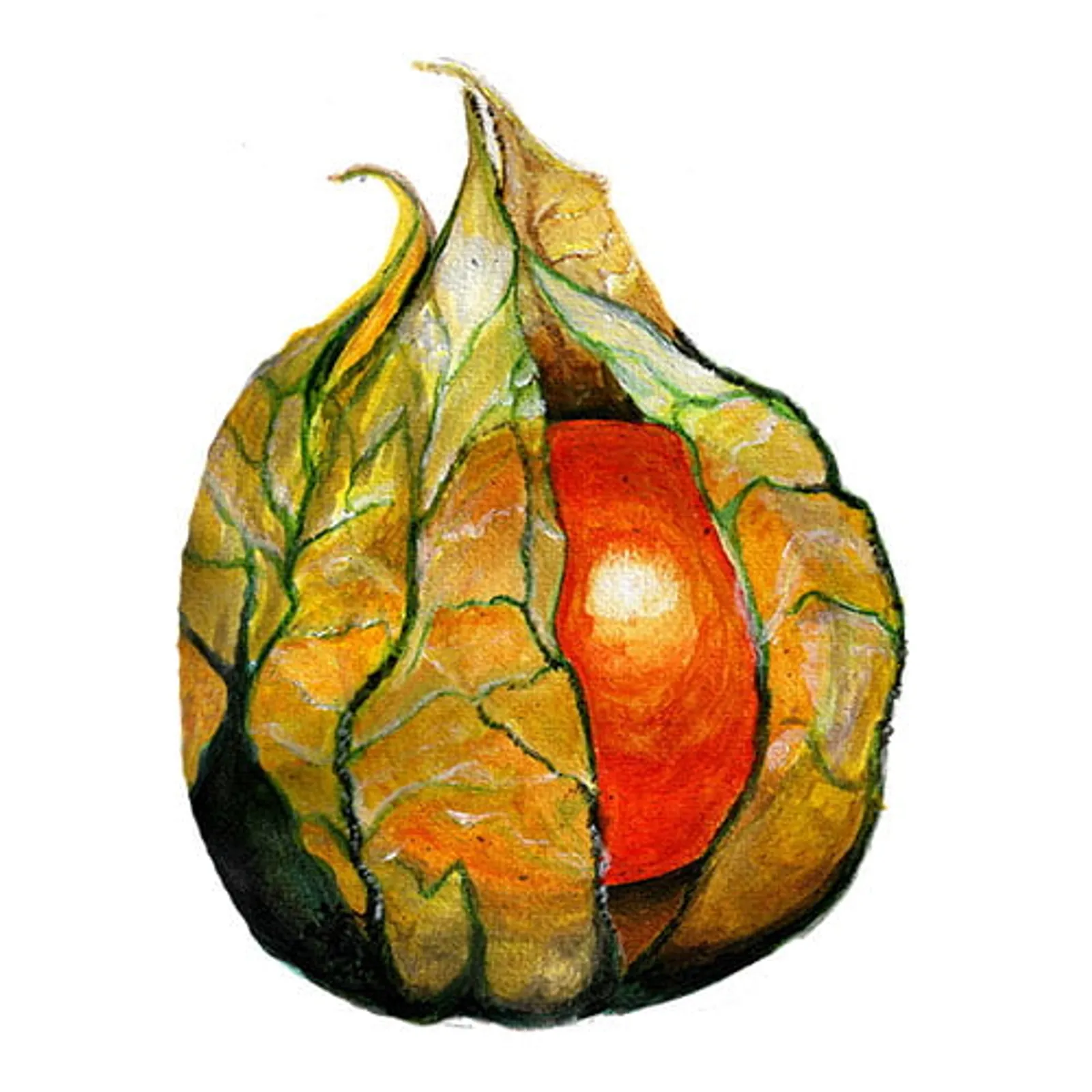 Physalis 'Gyllenbär', Frö - bild 1