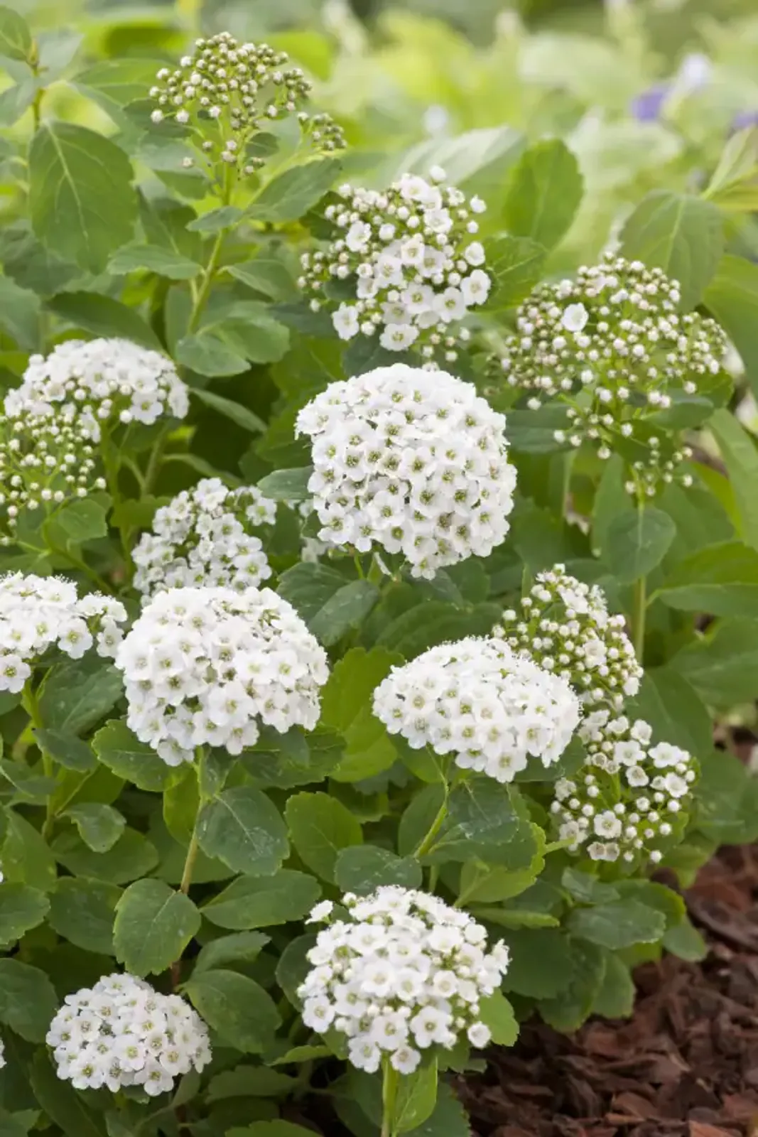 Björkspirea, 15-30 cm - bild 1