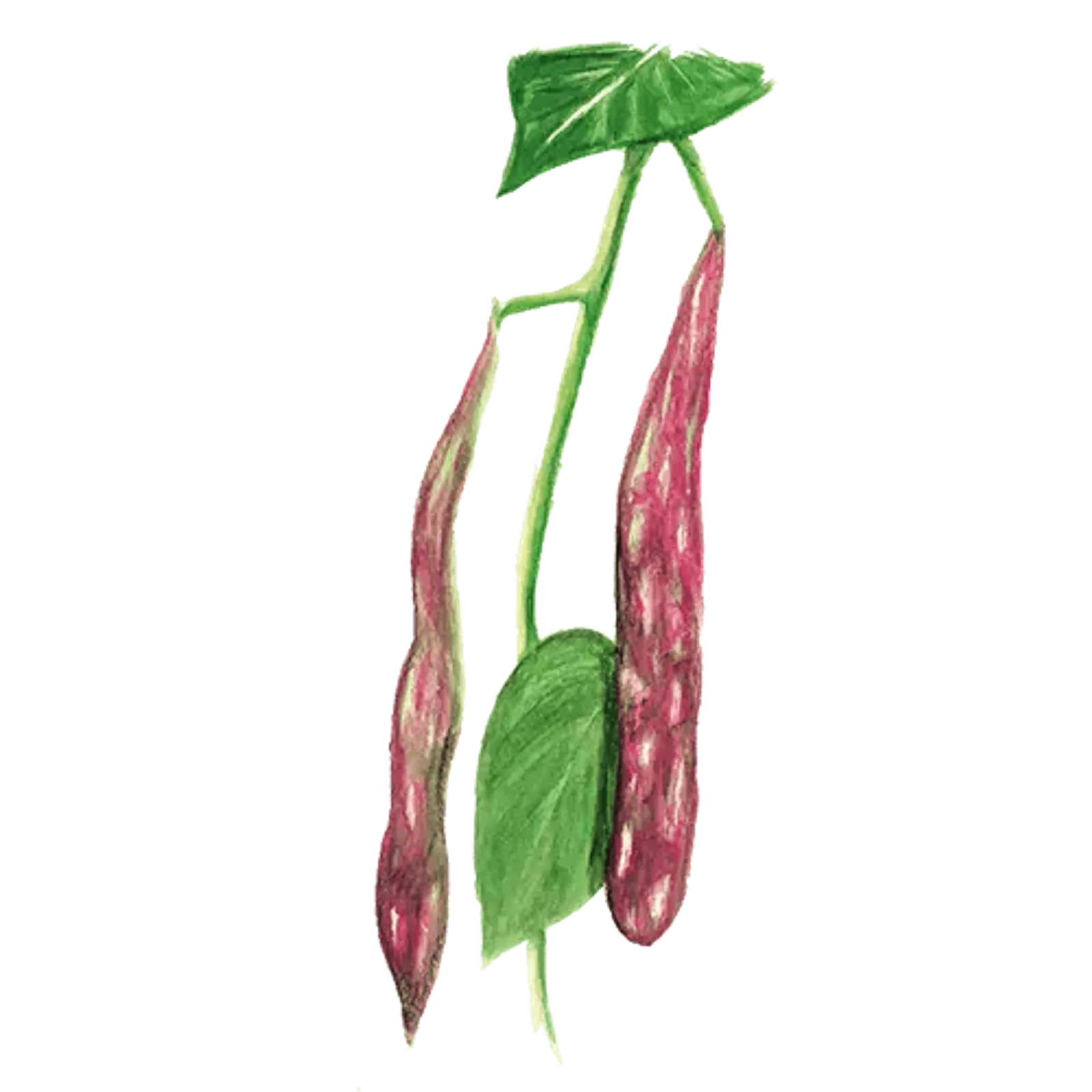 Buskböna skär 'Ståstorp', Frö - bild 1
