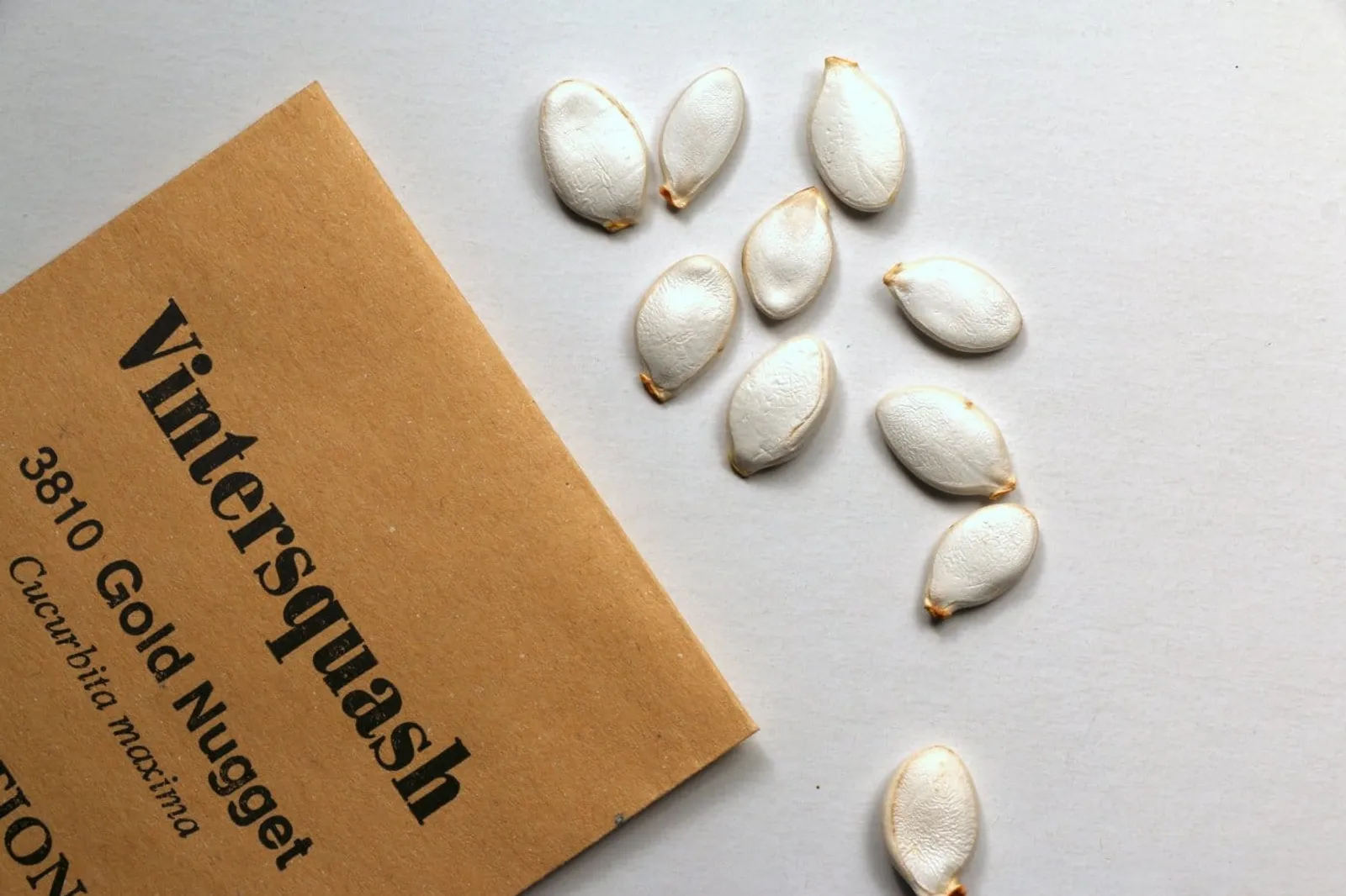 Vintersquash 'Gold Nugget', ekofrö - bild 3
