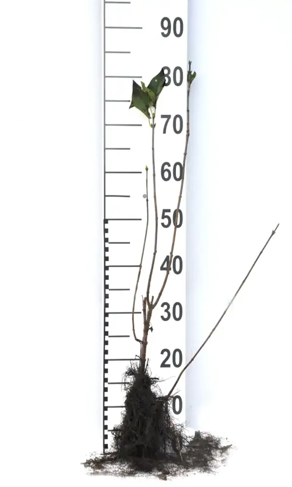 Syren, 50-80 cm - bild 7