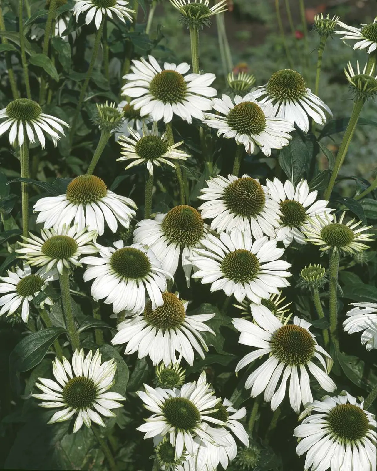 Solhatt 'Alba', 3-pack - bild 1
