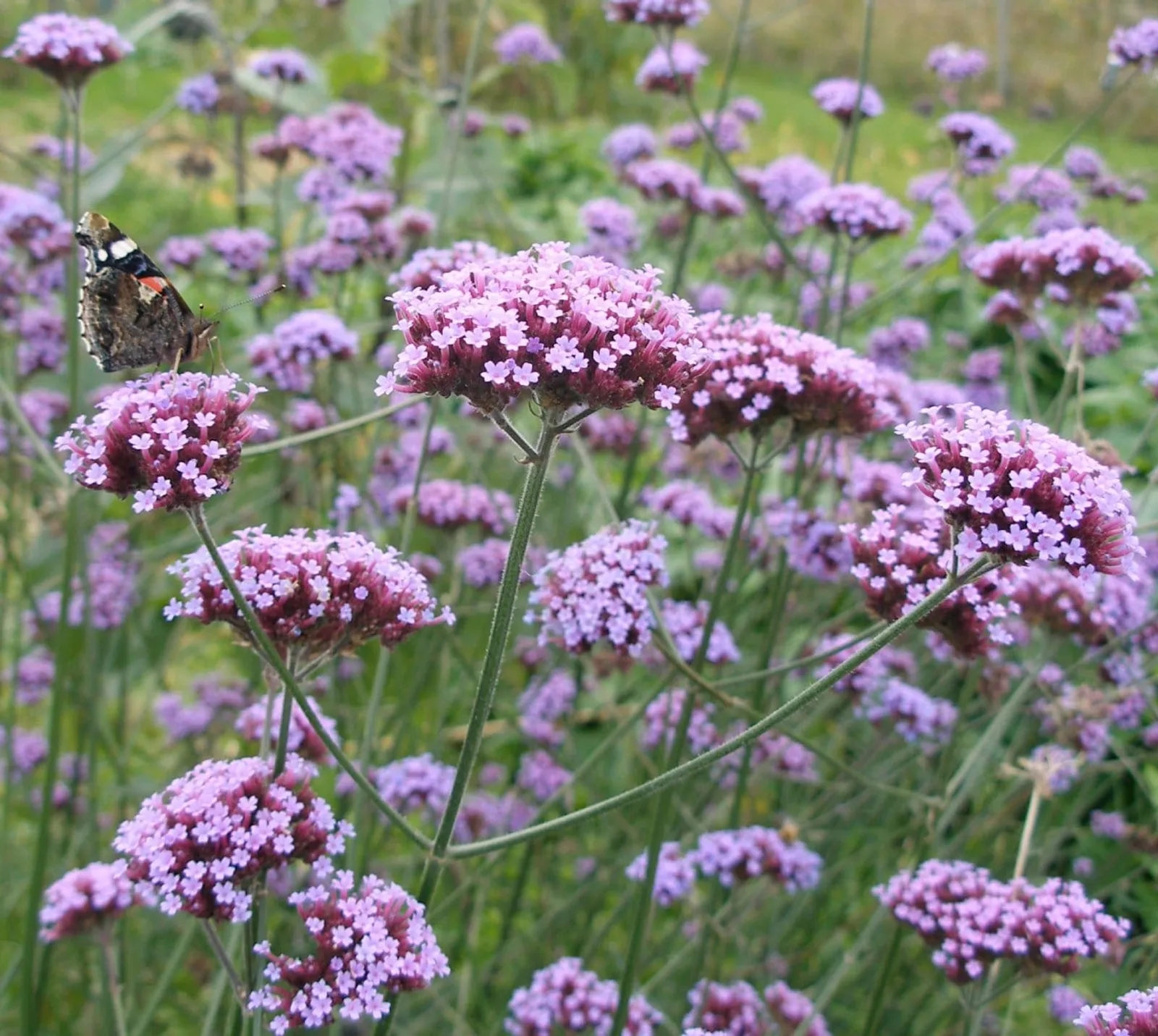Jätteverbena 'Jätteverbena', ekofrö - bild 1