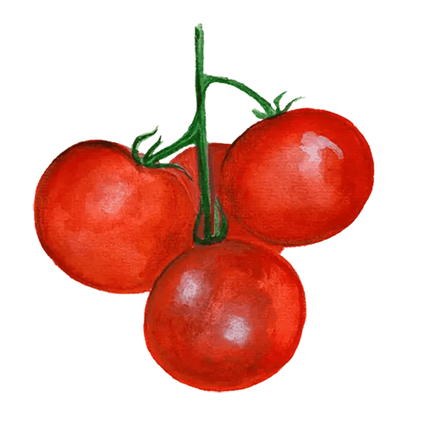 Tomat 'Tamina', Frö - bild 1