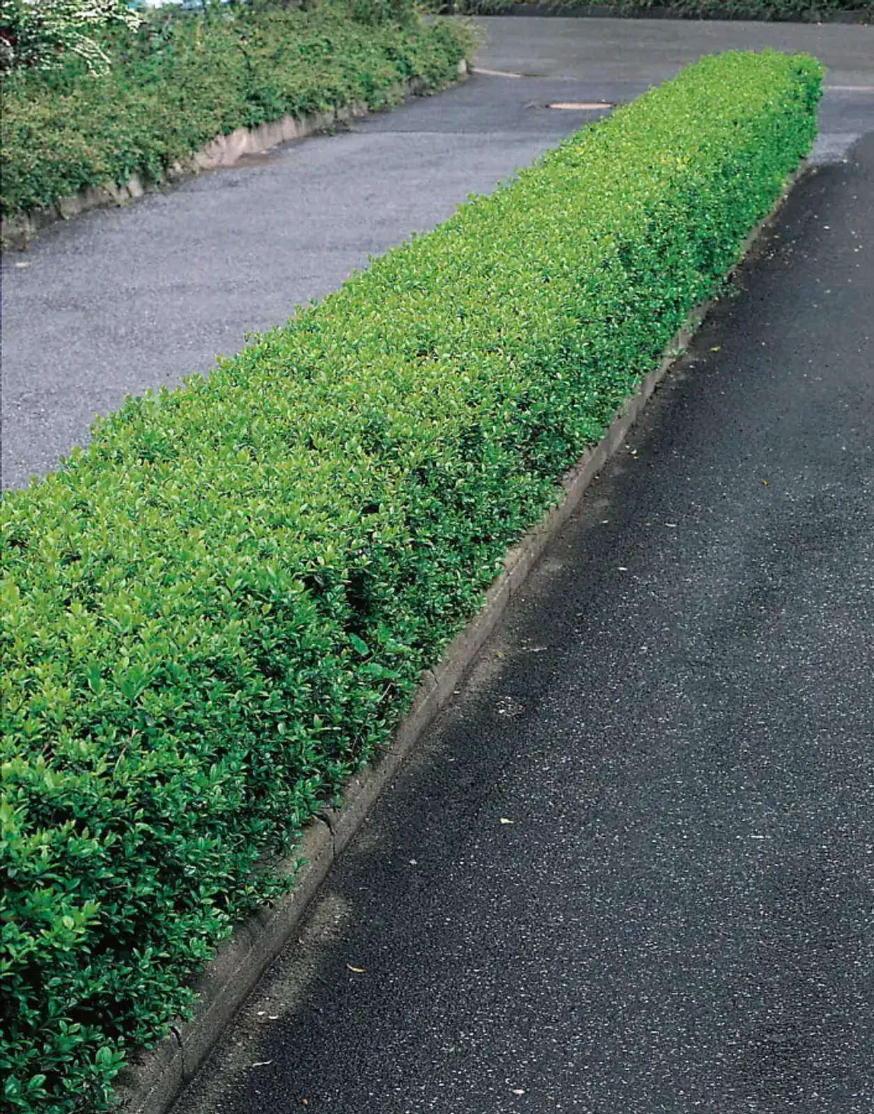 Dvärgliguster, 20-40 cm - bild 1